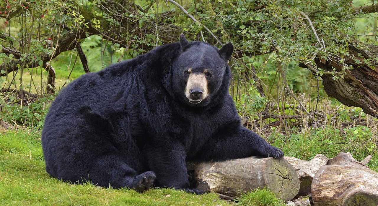 Malay bear or biruang - Prof As-Behavior of Ani